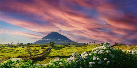 Colourful sunset over the volcanic cone of Pico and a magnificent hedge of hydrangeas in the