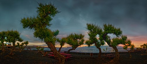 Winding trees of the Parque da Barca park in front of a dramatic evening sky over the sea,