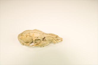 Skull of dead deer cleaned and isolated on white background