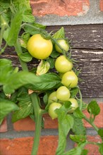 Green tomatoes on a tomato (Solanum lycopersicum), on the stem in front of the wall of a