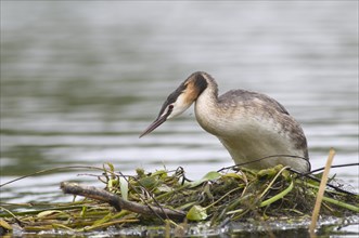 Great Crested Grebe (Podiceps cristatus) at the nest, Emsland, Lower Saxony, Germany, Europe