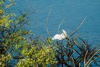 Small white egret with wings extended as it lands on tree branch over a lake of blue water