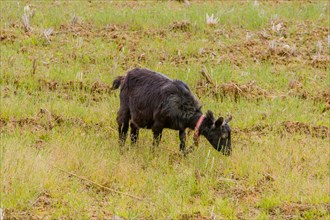 Young black Bengal goat with red collar attached to rope around neck grazing in an open field