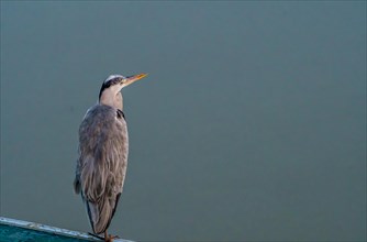 Closeup of gray heron standing on one leg on a plastic canopy against an overcast sky
