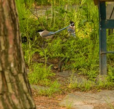 Two azure-winged magpie on ground standing in tall green grass between a park bench and a tree