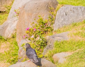 Beautiful rock pigeon standing on large boulder next to a small pond