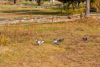 Four pigeons hunting for food in grass with a roped off walkway in background