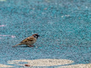 Small sparrows gathering food on a paved walkway in South Korea