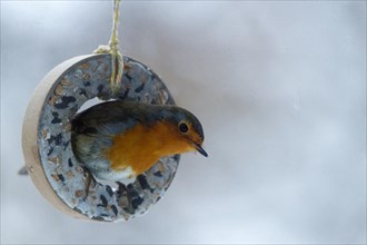 European robin (Erithacus rubecula), sitting in a feeder, feeding in winter, Wismar,