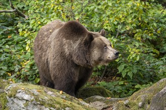 Brown bear (Ursus arctos) looking attentively, captive, Germany, Europe