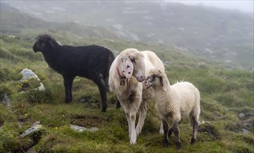 Black and white sheep, mother with young, domestic sheep on an alpine meadow, Berliner Hoehenweg,