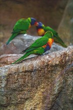 Two parrots on a rock, surrounded by nature with vibrant colours, Allwetterzoo Muenster, Muenster,