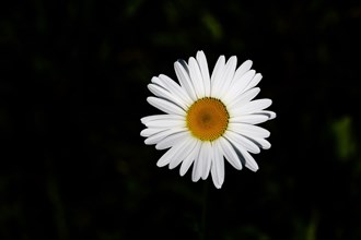 Low-nutrient meadow daisy Low-nutrient meadow daisy (Chrysanthemum leucanthemum), flower against a