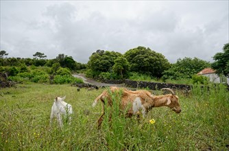 Two goats grazing in a meadow with trees and cloudy sky in the background, North Coast, Santa