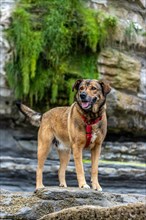 Portrait of a dog on a rock. Dogs are man's best friends. Friendship, kindness, fidelity and