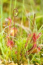 Common sundew (Drosera rotundifolia), close-up of the carnivorous plant protected by the Federal