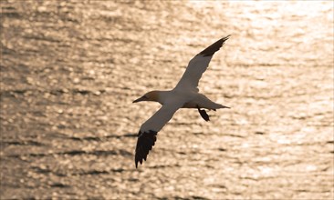Silhouette of a northern gannet (Morus bassanus) (synonym: Sula bassana) in flight with open,