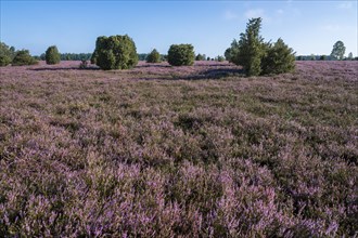 Heath landscape, flowering common heather (Calluna vulgaris), blue sky, Lueneburg Heath, Lower