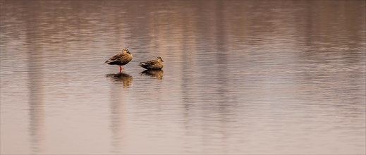 Two Eastern spot-billed ducks in a lake in South Korea