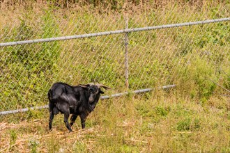 Closeup of large black goat with long horns in front of chain link fence
