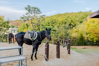 Adult horse wearing saddle and bridle standing close to rope fence inside sandy riding enclosure at