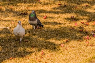 Closeup of a white pigeon standing together with a grey pigeon that has maroon and green rings on