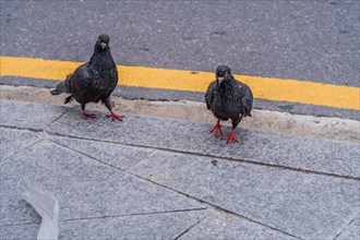 Two scruffy looking black pigeons on edge of sidewalk next to street