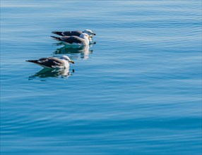 Seagulls swimming together in an ocean of clear blue water
