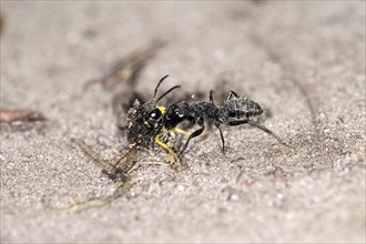 Horse ant (Camponotus sp), transporting its prey, Valais, Switzerland, Europe