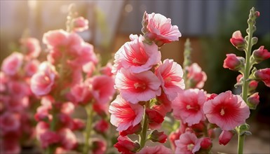 Sunlit pink hollyhocks bloom in a serene garden setting, AI generated