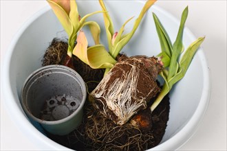 Rootbound root ball with soil of tulip plants in bucket