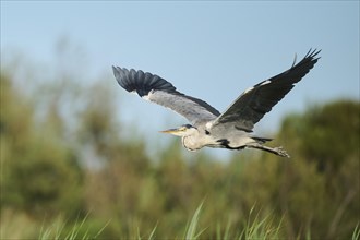 Grey heron (Ardea cinerea) flying over the grass, Camargue, France, Europe