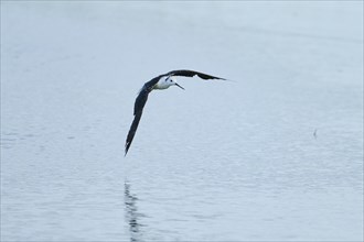 Black-winged stilt (Himantopus himantopus) flying over the water, Camargue, France, Europe