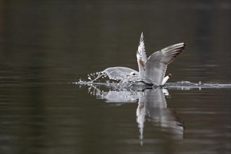A black-headed gull making a belly landing, Lake Kemnader, Ruhr area, North Rhine-Westphalia,