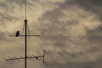 Silhouette of a bird on an antenna in front of a cloudy sky, Wuppertal, North Rhine-Westphalia,