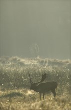 Fallow deer (Cervus dama), male, rut, Hesse, Germany, Europe
