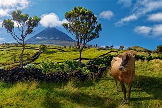 Cow (Bos taurus) on a lush pasture in front of the volcanic cone Pico and under a blue sky,