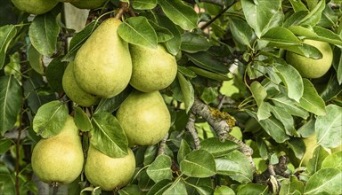 Ripe pears (Pyrus communis) of the Conference variety hanging on a tree, Canton Thurgau,