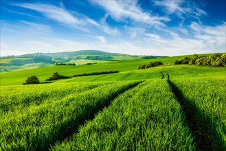 Rolling summer landscape with green grass field under blue sky
