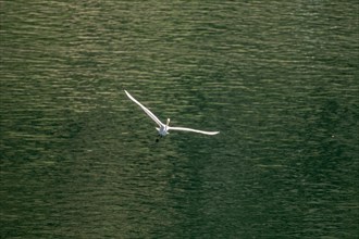 Large white egret flies gracefully over surface of lake looking for fish