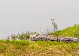 Snowy white egret standing on grassy shore of lake in South Korea