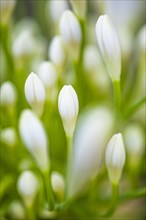 White-flowering ornamental lily (Agapanthus), Capoliveri, Elba, Tuscan Archipelago, Tuscany, Italy,