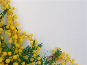 Mimosa sc. Acacia dealbata yellow flower
