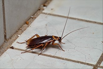 A cockroach (Blattodea) with outstretched antennae on a cracked urban surface, AI generated, AI