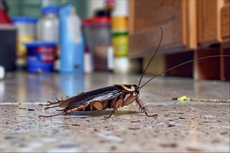 A cockroach (Blattodea) explores the tiled floor of a kitchen, AI generated, AI generated