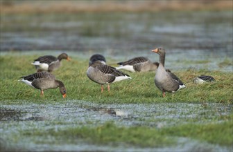 Greylag geese (Anser anser), greylag geese looking for food on a flooded meadow, Barnbruchswiesen