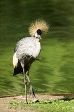 Black crowned crane (Balearica pavonina) standing on the edge of the water, Bavaria, Germany,
