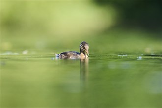 Little grebe (Tachybaptus ruficollis) youngster swimming on a lake, Bavaria, Germany, Europe