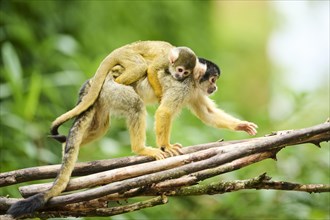 Black-capped squirrel monkey (Saimiri boliviensis) mother with he youngster, Germany, Europe