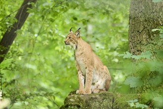 Eurasian lynx (Lynx lynx) sitting on a rock, Bavaria, Germany, Europe
